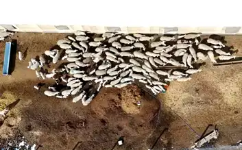 Köyden Şehre, Şehriden Köye: Menderes Öcal'ın Hikayesi