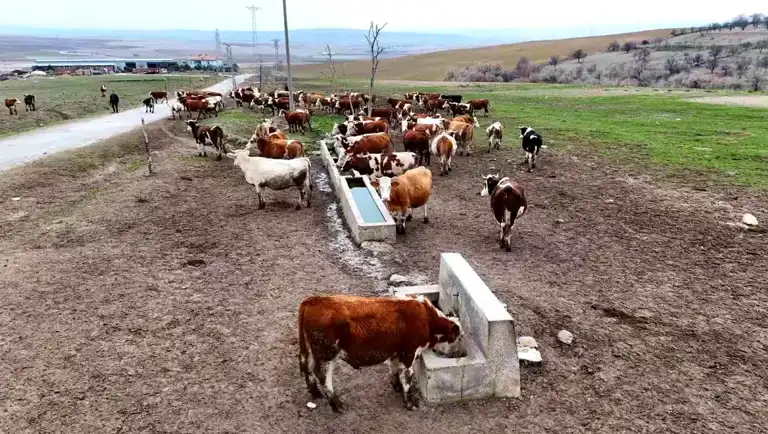 Kırıkkale'deki Aile, Devlet Desteğiyle Hayvancılığını Büyütüyor